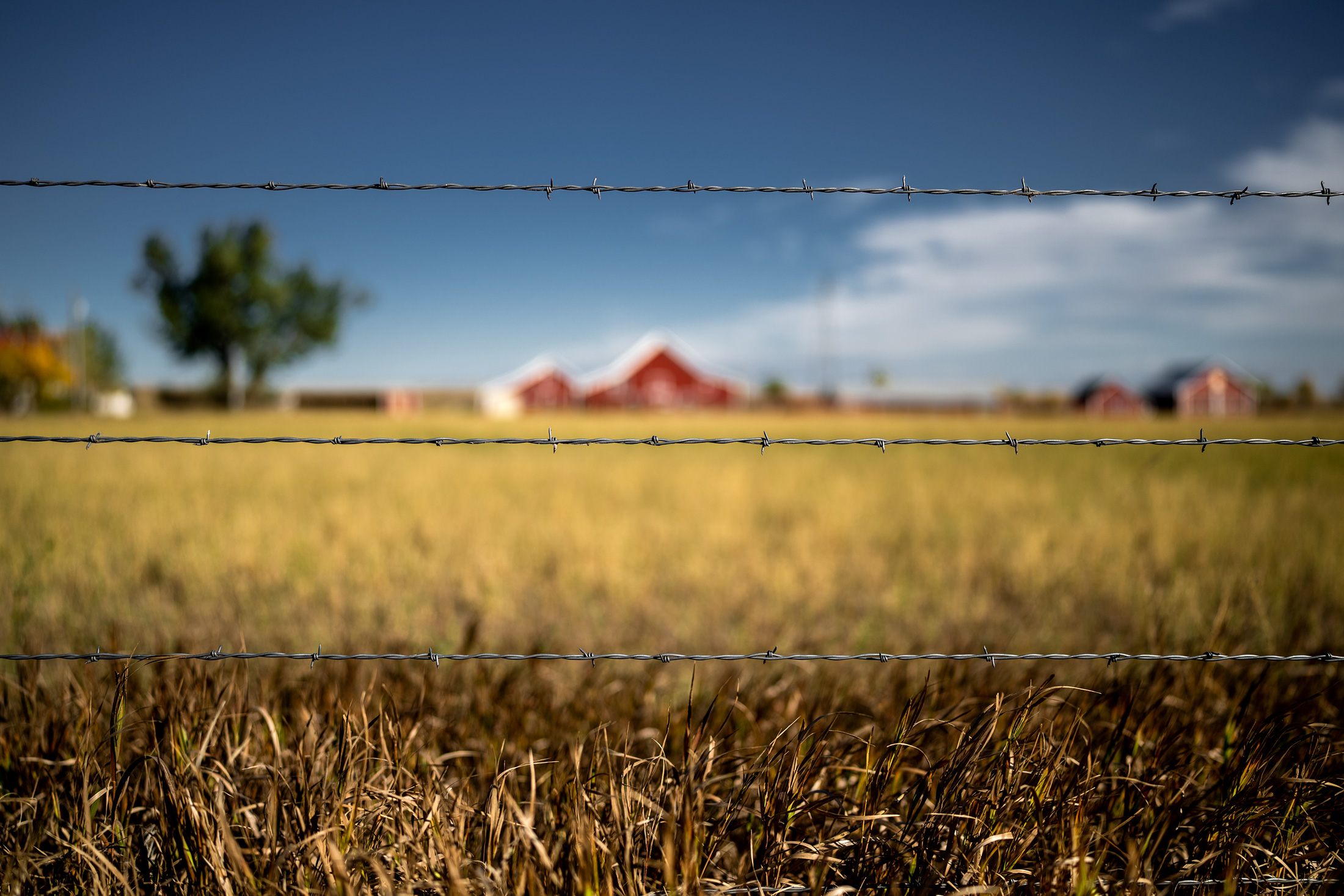 Farm Fenceline Photograph
