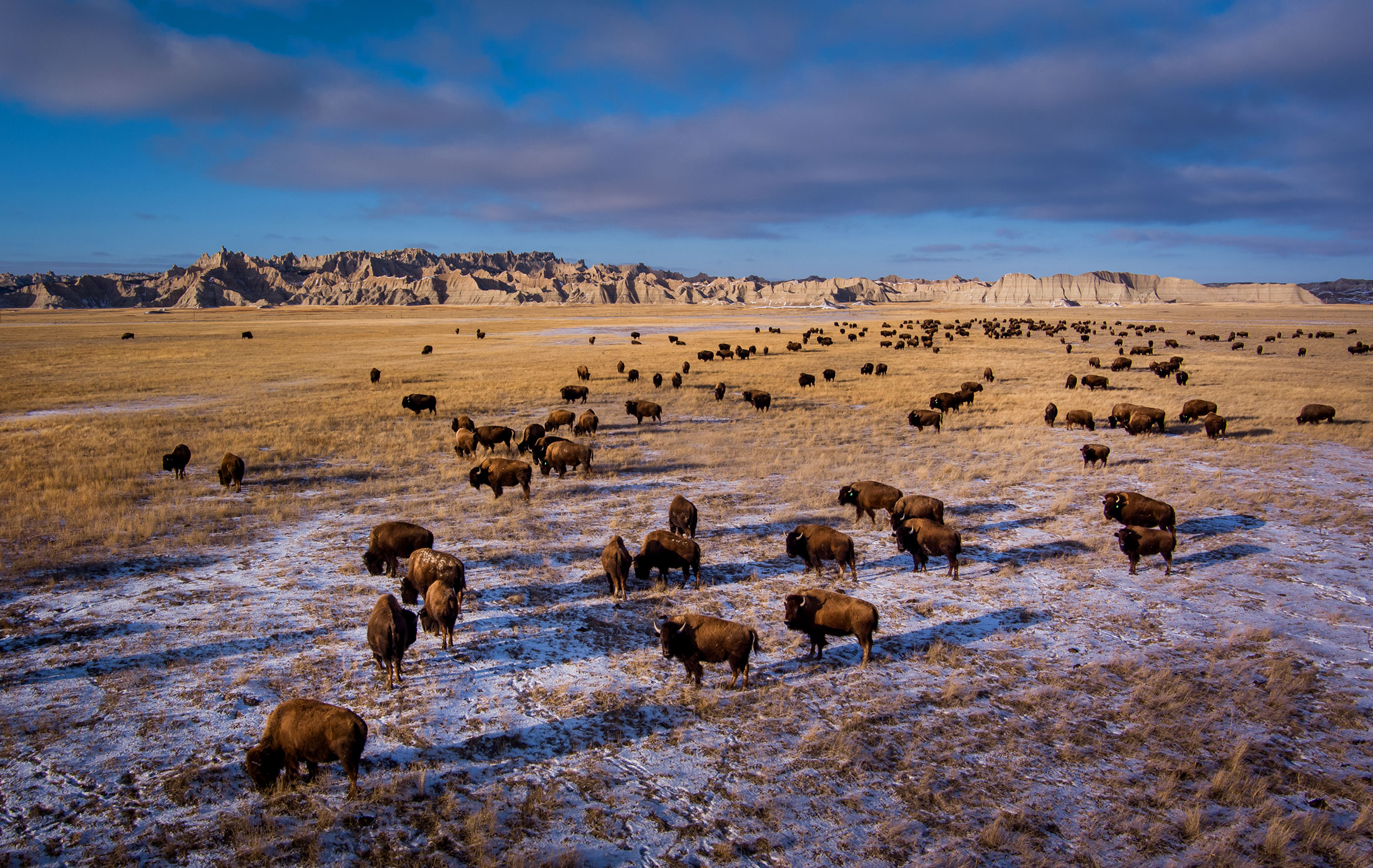 Buffalo Herd in the Badlands