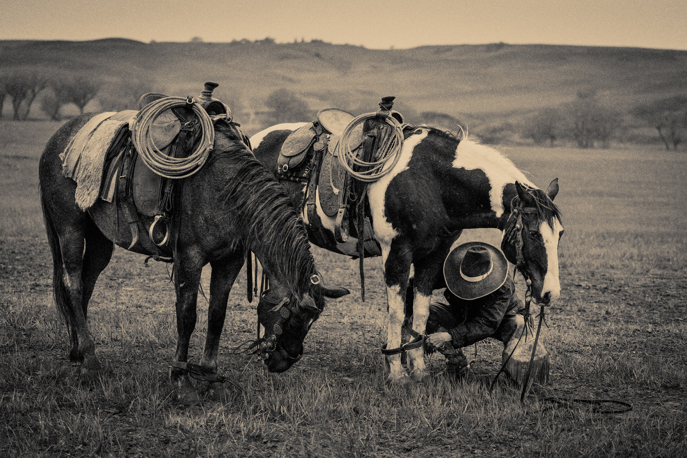Sepia Photo of Horses and Cowgirl