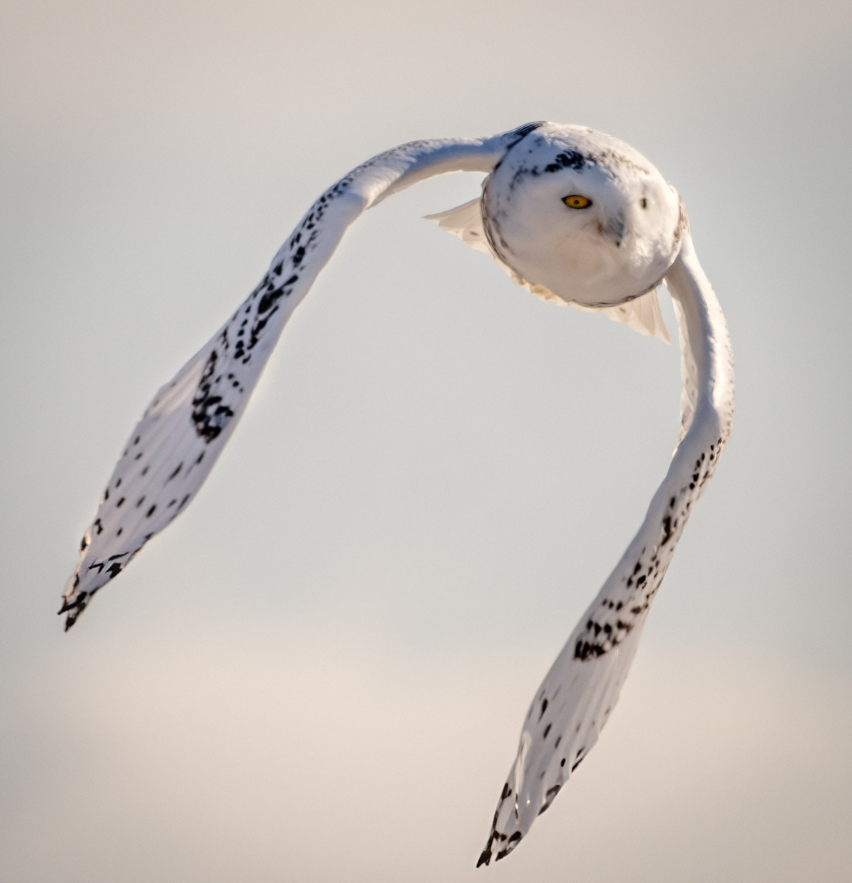 Snowy Owl on the Prairie