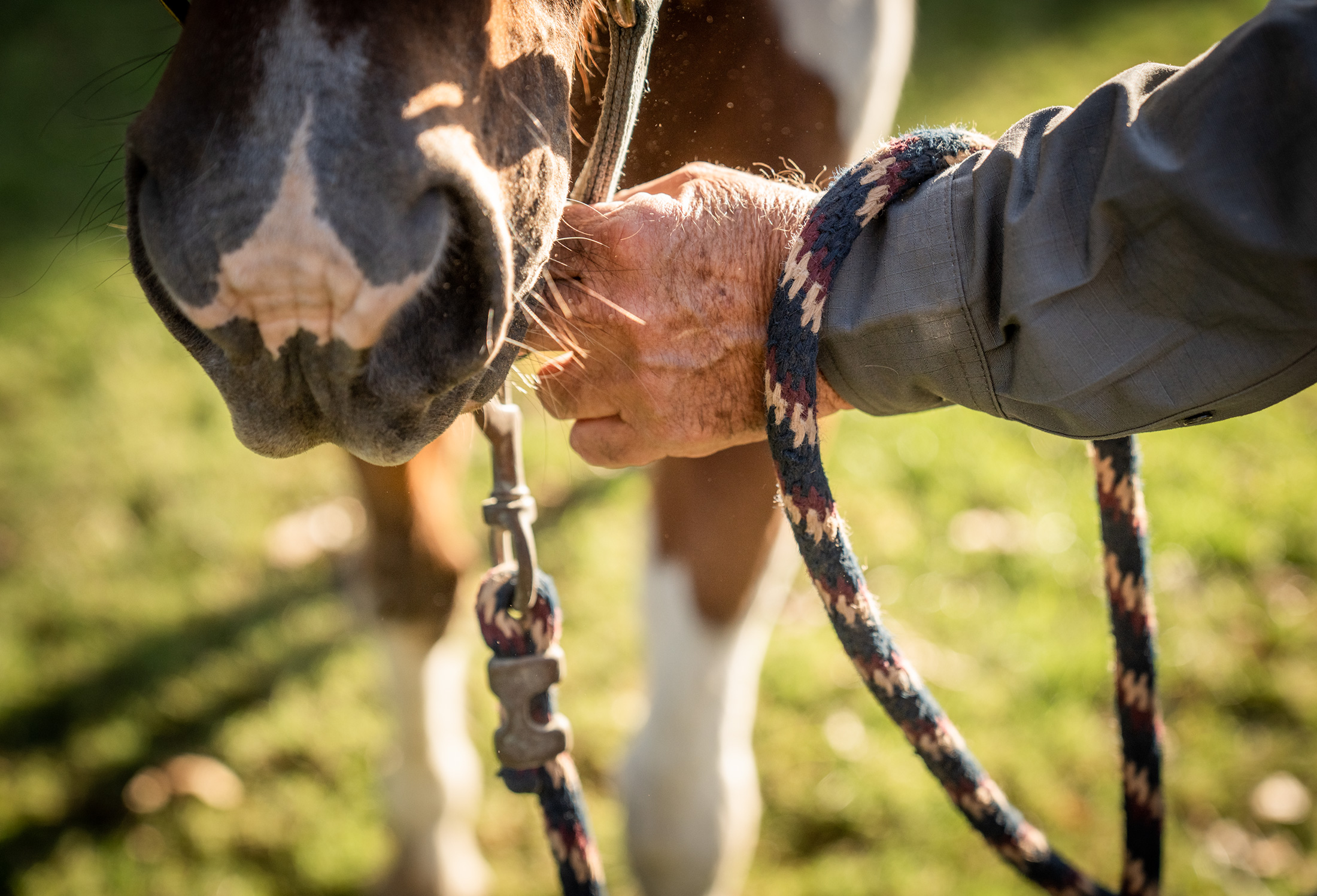 Horse Chores Photograph