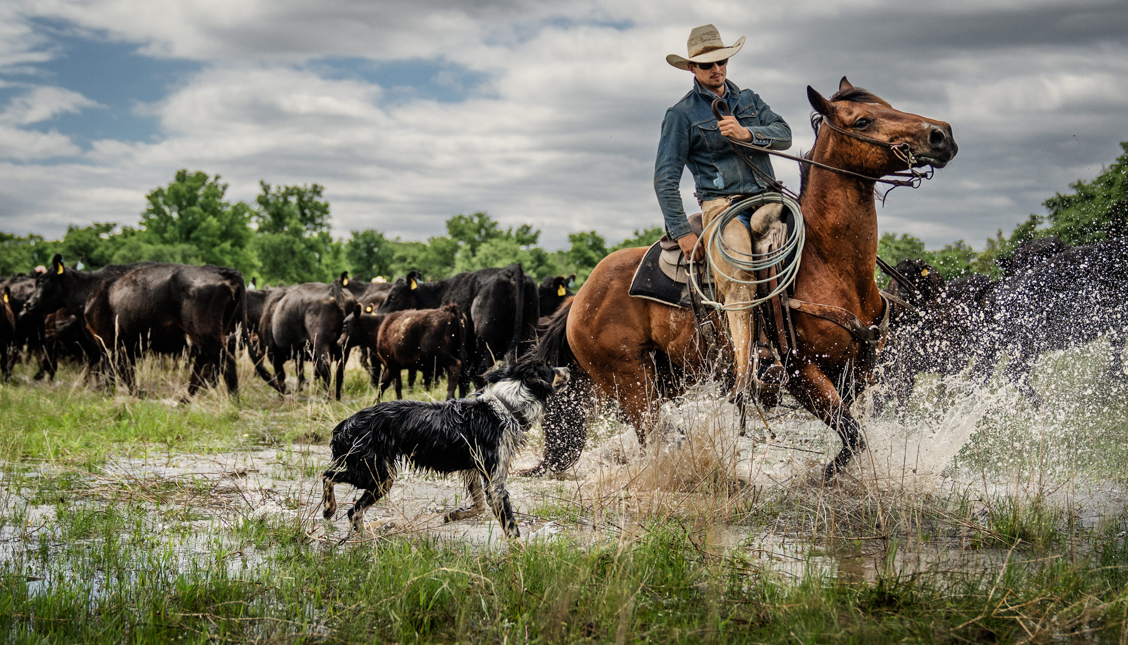 Cowboy with Cattle Herd and Dog