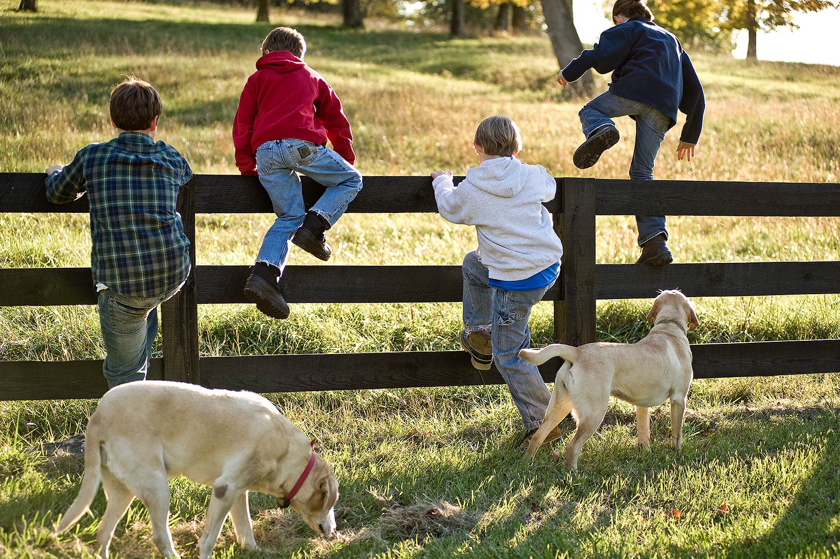 Kids and Dogs Playing on the Farm