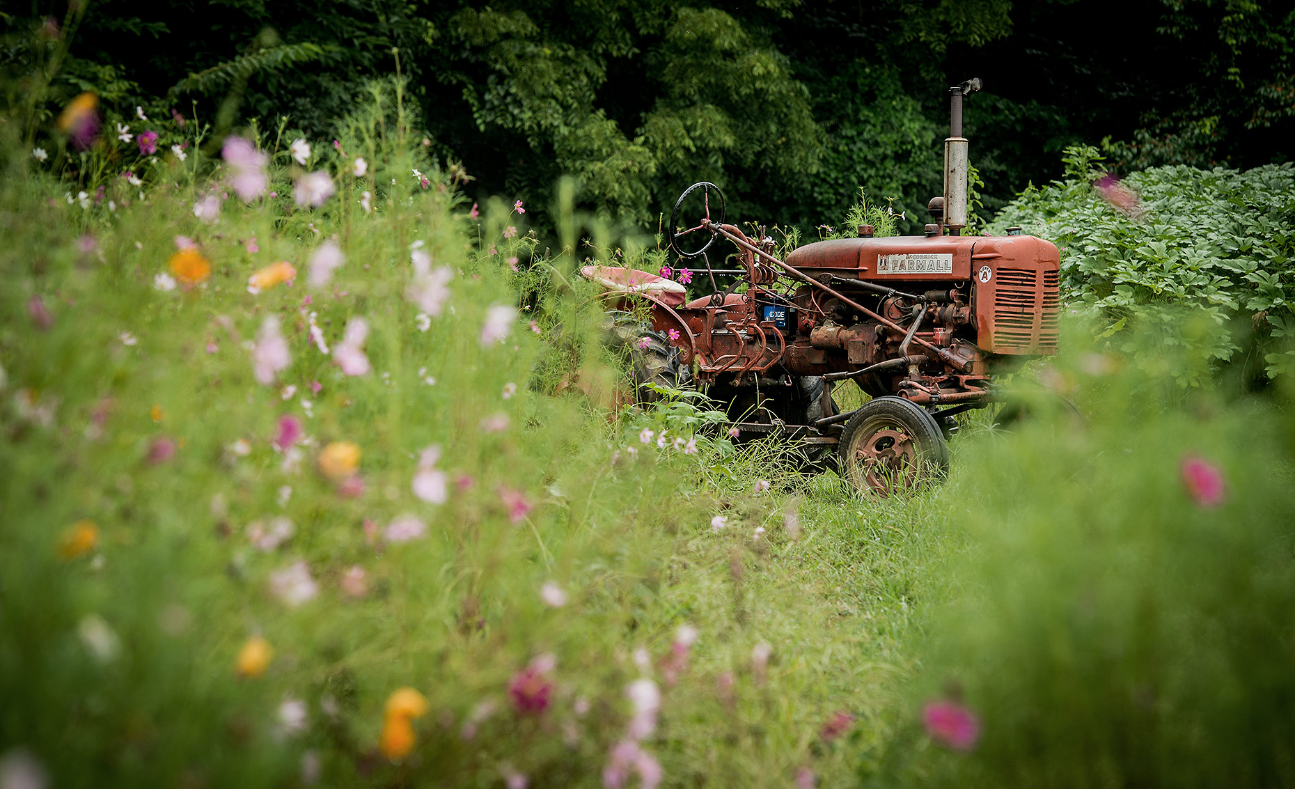 Tractor and Flowers Photography