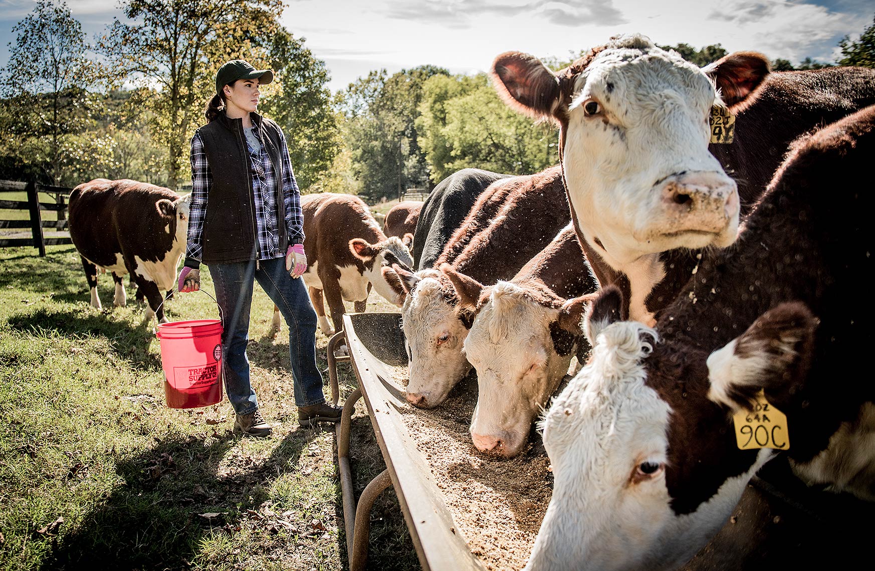 Farmer With Cattle Photography